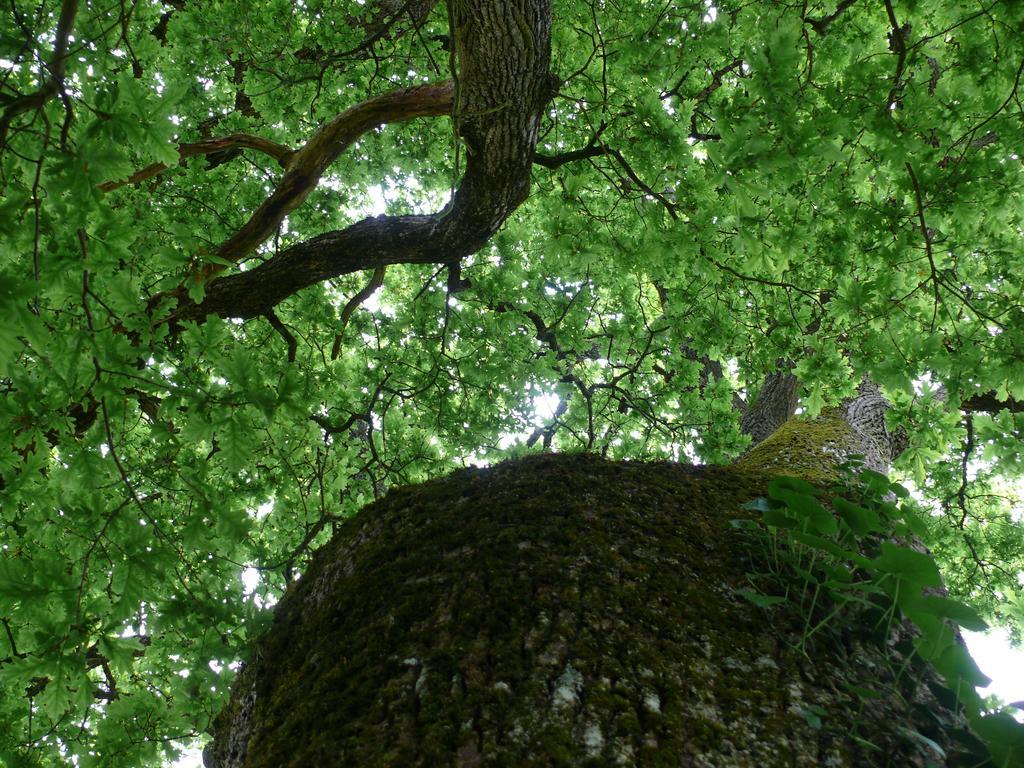 Gites A L'Ombre Des Chenes Châteauvieux Habitación foto